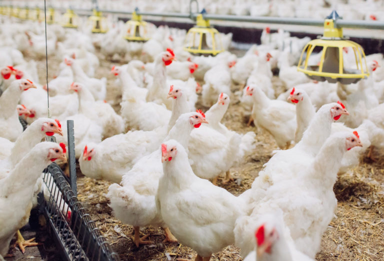 Indoors,Chicken,Farm,,Chicken,Feeding