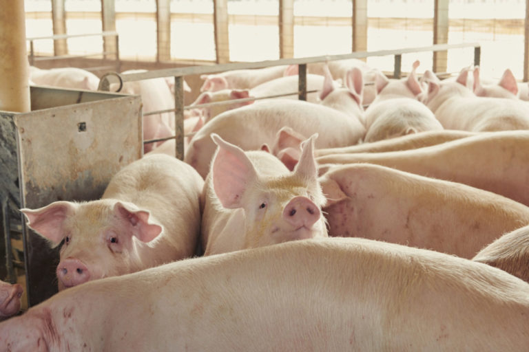 Pigs stand in a pen at a farm near Le Mars, Iowa, U.S., on Wednesday, May 27, 2020.  Photographer: Dan Brouillette/Bloomberg