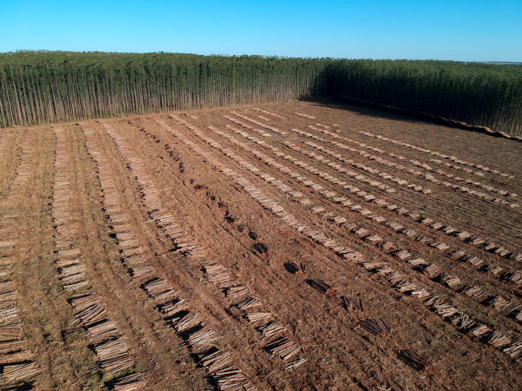 Aerial,View,Of,Plantation,Eucalyptus,Trees,Being,Harvested,For,Wood