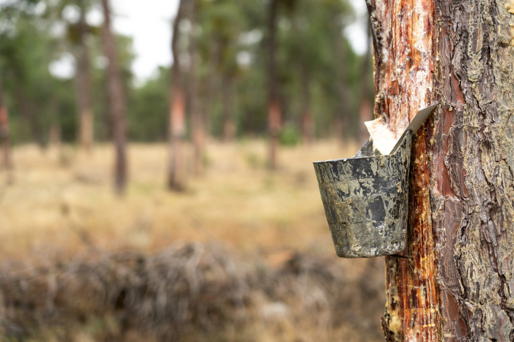 Resin,Extraction,Work,In,A,Resin,Pine,Forest